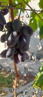 Stolový vinič predaj. - 15