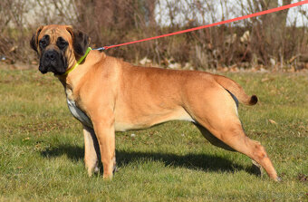 BOERBOEL BALLOTADA -2 FENY-10 MĚSÍCŮ-garance DKK,DLK,OCD - 15