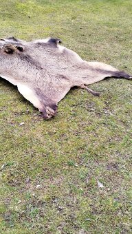 Predám vypracovanu kožu zlatého diviaka parožie zhody trofej - 15