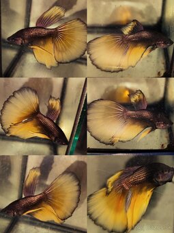 Betta Splendens - Bojovnica Pestrá. - 15