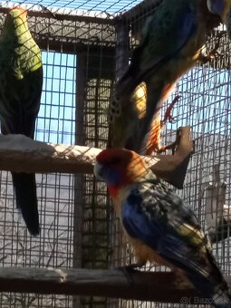 Rozely Adelaidské - 15