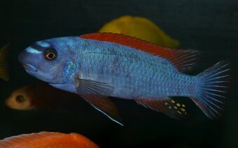 AFRICKÉ CICHLIDY - 15