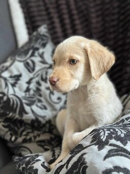 Šteniatka labrador a biely chlapec IHNEĎ - 15