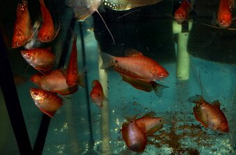 Spoločenské rybky dovoz 9.11 RK-BB - 15