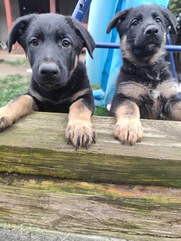 Nemecký ovčiak - 15