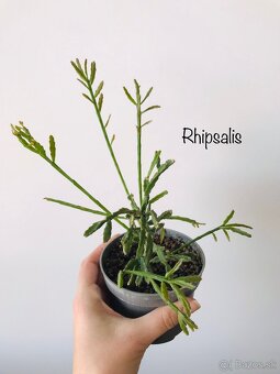 Izbové rastliny - 15