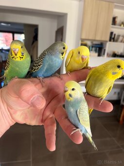 Andulka  mlada Maznačik - 15