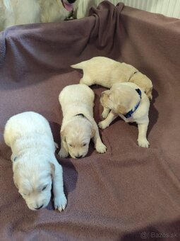 Zlatý retriever šteniatka - 15