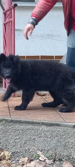 Nemecký ovčiak šteniatka - 15