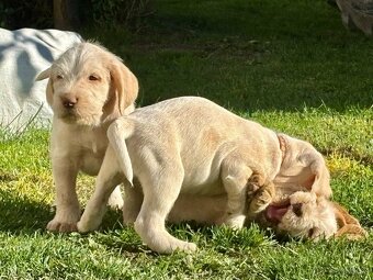Taliansky spinone - 15