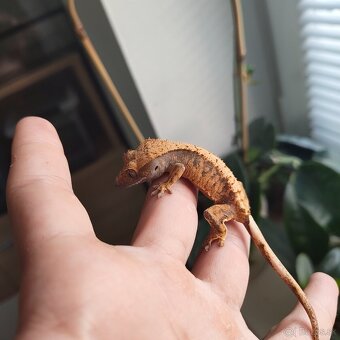 Pagekon riasnatý/Correlophus ciliatus - 15