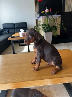 Šteňatá Doberman - 15