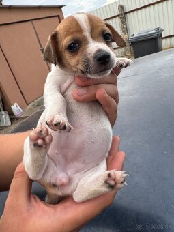 Jack Russel Terrier čistokrvné šteniatka - 15