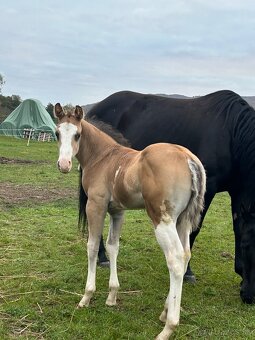 Zrebcek Aph   Buckskin overo/sabino - 15