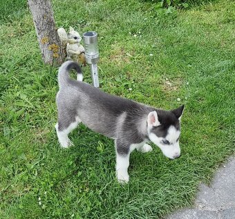Šteniatka Sibirsky Husky - 15
