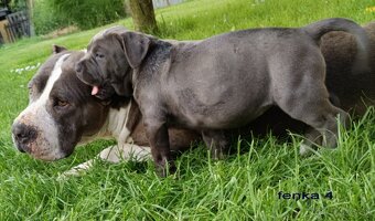 Americký stafordsirsky terier, american bully XL - 15