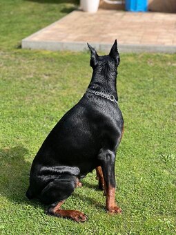 Doberman šteniatka - 15