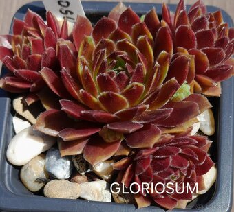Skalné ruže - sempervivum - 15
