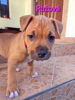 Americký stafordširský teriér - 15