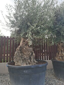 Olivovnik bonsai - 15