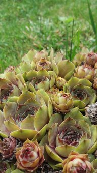 KYBLE,VEDRA,Bandasky - 15