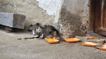 Darujem mačiatká - 15