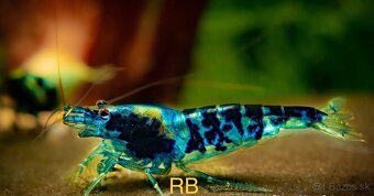 Krevetky Neocaridina, Caridina, Raciky, Raky a Akva Machy - 15