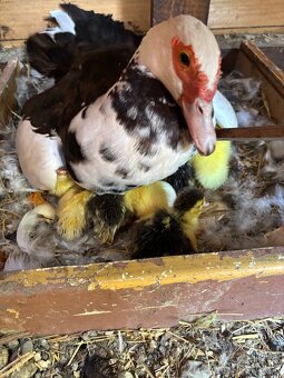 Pyžmove kačky - 15