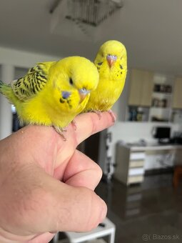 Andulka TCB Maznačik - 15