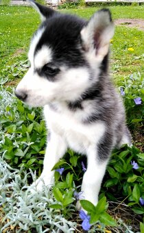 Sibirsky husky hasky - 15
