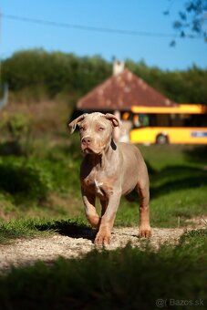 American Bully XL (Pitbull XXL) - 15