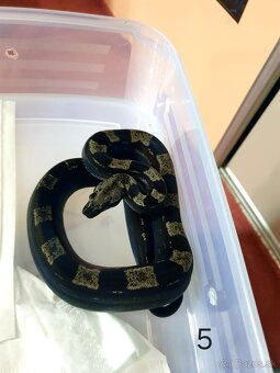 Veľhad královský - 15