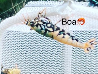 Premium Krevetky Neocaridna a Caridina - OSOBNY ODBER POPRAD - 15