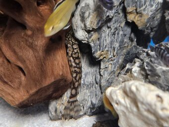 Pleco, Hypancistrus, Ancistrus long fin, sumce - 15