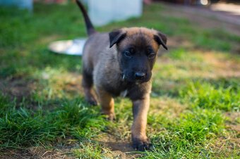 Belgický ovčiak malinois, šteniatka s PP - 15