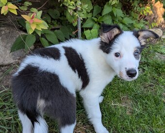 Border kolia tricolor - 15