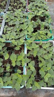 Cisársky strom Paulownia Shan tong,R-112,9502,,paotong z07 - 15