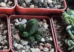 Akvatera, rastliny, krevetky , šváby a iné - 15