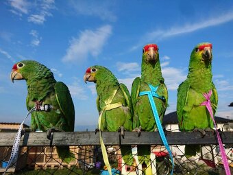 Traky pre papagáje, kšíry, popruhy - 15