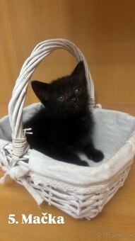 Darujem mačiatká - 15