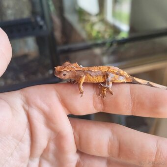 Pagekon riasnatý/Correlophus ciliatus - 15