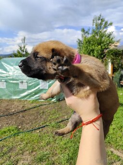 Belgický ovčiak Malinois / Nemecký ovčiak - 15