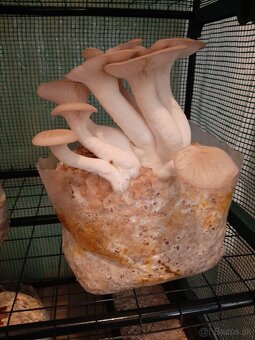 Hliva,Shitake,Maitake,Koralovec a iné - 15