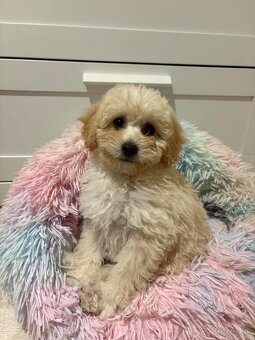 Maltipoo beige - 15