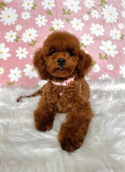 Pudel toy/trpasličí - pudlík - poodle red apricot - 15