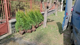 Tuja Smaragd, vavrínovec, červienka - Prešov - 15