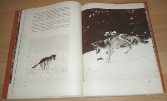 Osamělá vlčice - 15