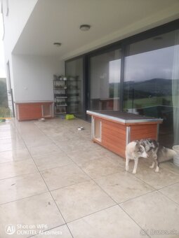 Psia búda, latrína, kurín - 15
