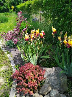 Realizácie záhrad,rez ovocných stromov a drevín - 15