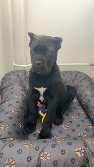 Pes na krytie Cane Corso 3 ročný - 15